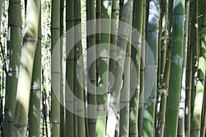 Bamboo / bamboe