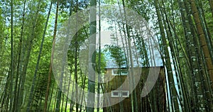 Bamboo, bamboo forest, bamboo forest trail, forest amusement center, forest, national forest