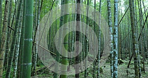 Bamboo, bamboo forests, bamboo forest trail forests, national forests, forest protection areas