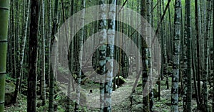 Bamboo, bamboo forests, bamboo forest trail forests, national forests, forest protection areas