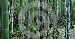 Bamboo, bamboo forests, bamboo forest trail forests, national forests, forest protection areas