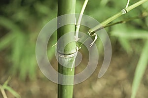 Bamboo, bambusa arundinacea