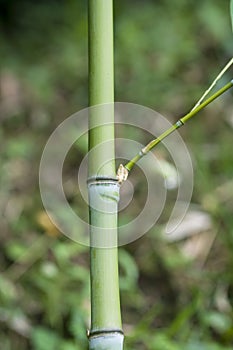 Bamboo, bambusa arundinacea