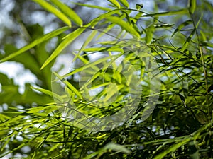 Bamboo (Bambusa sp) green leaves for natural background