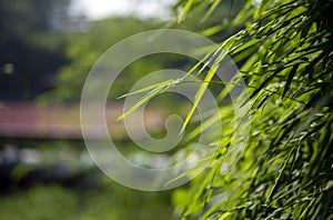 Bamboo (Bambusa sp) green leaves for natural background