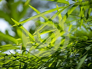 Bamboo (Bambusa sp) green leaves for natural background