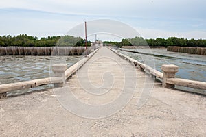 Bamboo barrier protect the mangrove forest.