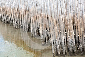 Bamboo barrier protect the mangrove forest.