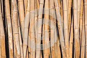 Bamboo barrier for protection coastline wave.