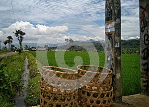Bamboo basket on the edge of the rice field
