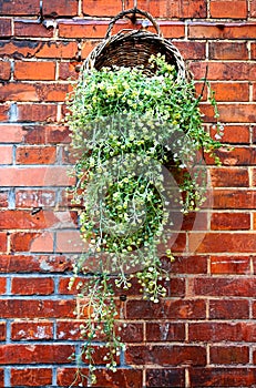 A bamboo basket filled with green plants hanging on a red brick wall