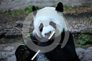 Bamboo bear or a giant panda, Thailand