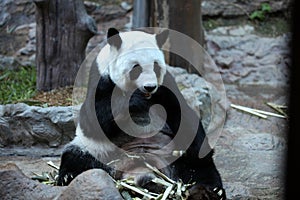 Bamboo bear or a giant panda, Thailand