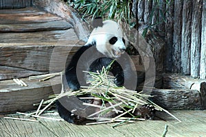 Bamboo bear or a giant panda, Thailand