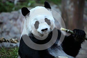 Bamboo bear or a giant panda, Thailand