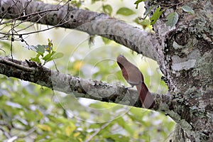 bamboo bird.