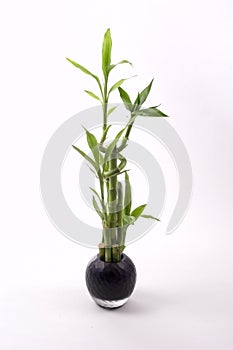 Bamboo in Black Vase