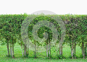 Bamboo blackground texture