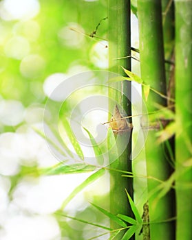 Bamboo boke photo