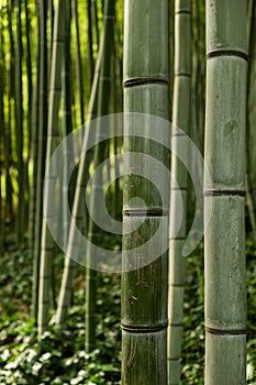 Bamboo at the Botanic Garden (Orto Botanico),Trastevere, Rome, Italy.