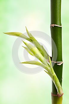 Bamboo branch