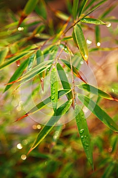 Bamboo branch