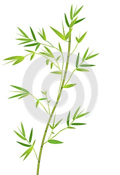 Bamboo branch