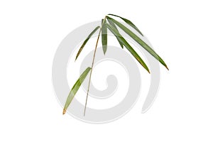 Bamboo branch with leaves isolated on white. Transparent png additional format