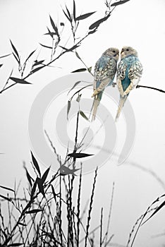 Bamboo branch silhouette and little parrots sitting on a branch