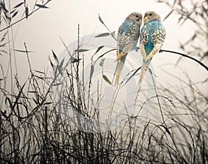 Bamboo branch silhouette and little parrots sitting on a branch