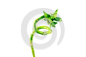 Bamboo branch on white background. Green lucky bamboo stems.