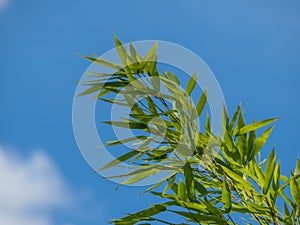 Bamboo branches against a blue sky