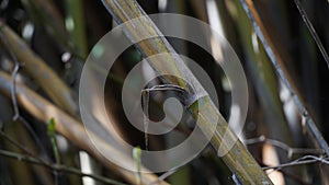 Bamboo Branches and Plants in Natural Garden