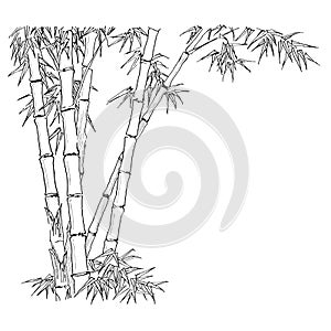 Bambù sul bianco 