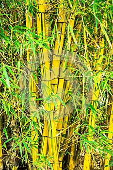 Bamboo Brazil bush ornamental material