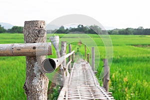 Bamboo bridge In the green rice field