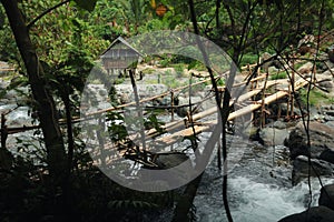 Bamboo Bridge In Jungle