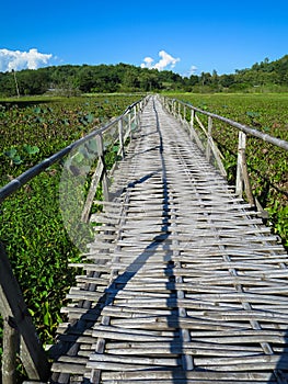 Bamboo bridge through lush lotus lake with mountain background a