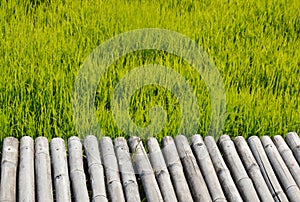 Bamboo bridge on paddy field in Thailand countryside