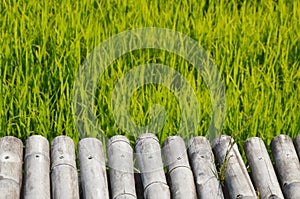 Bamboo bridge on paddy field in Thailand countryside