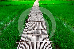 Bamboo bridge Phukareang crossing rice field.