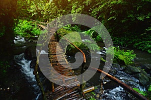 Bamboo bridge in the rain forest