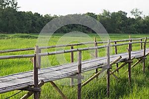 Bamboo bridge with rice field background