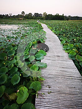 The bamboo bridge stretches in a lotus pond, lotus leaves competing to raise the sun.