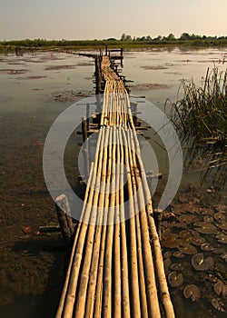 Bamboo bridge with waterlilly around