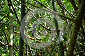 Bamboo bush and black bird sitting at the tree branch of the bamboo in the forest