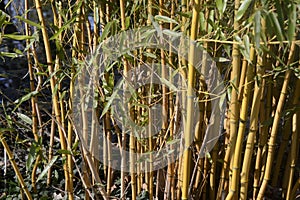 Bamboo bushes in yellow green