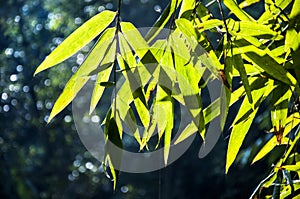 Bamboo cane green in the summer. Flora, bambusoideae.