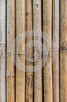 Bamboo cane wall texture