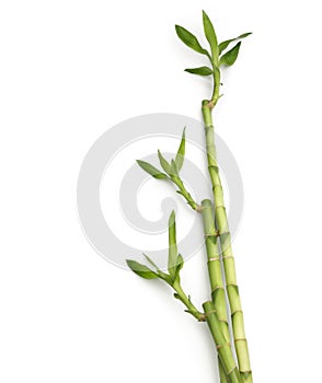 Bamboo canes